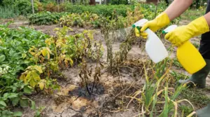 Una persona versa liquido su piante secche in un orto con spruzzatori