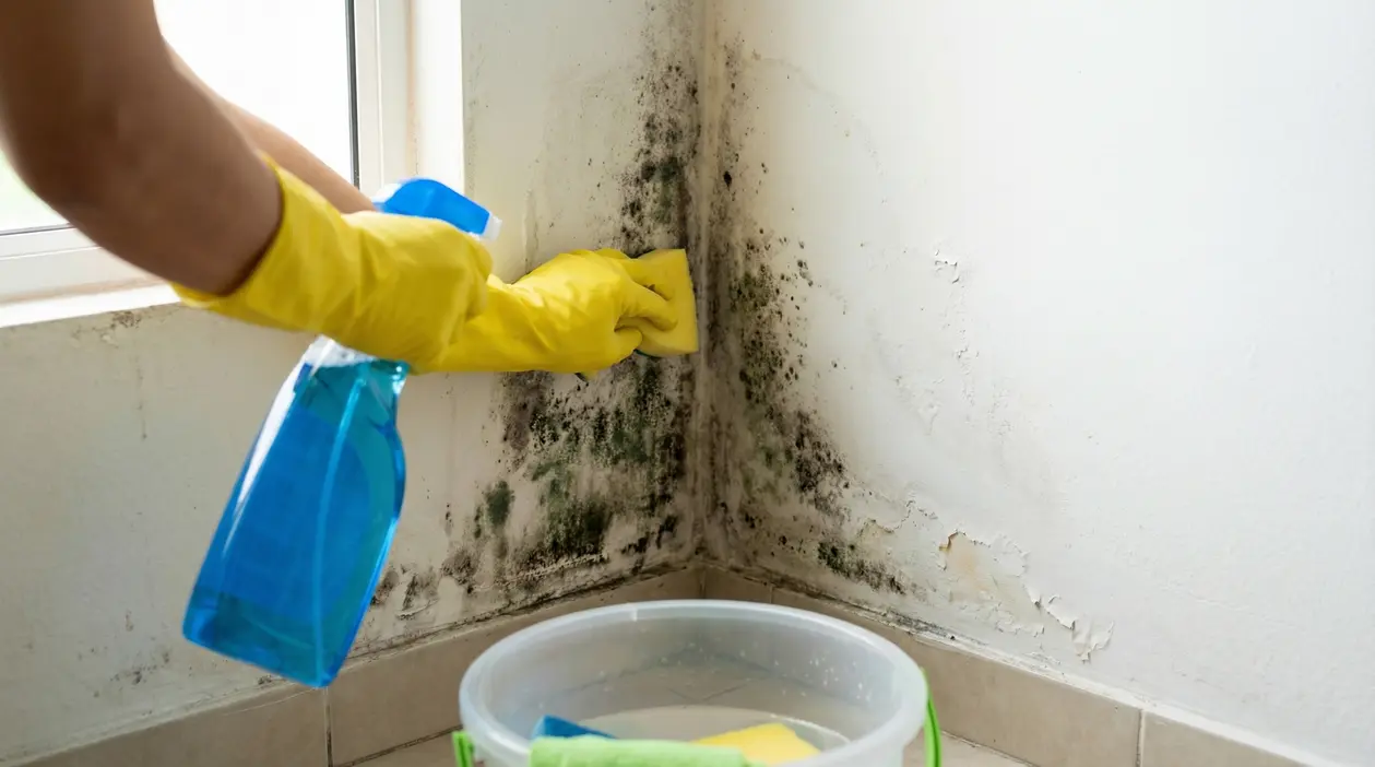 Persona pulisce una parete con muffa e umidità con spray e spugna