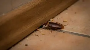 Blatta marrone su pavimento vicino a una fessura nel battiscopa