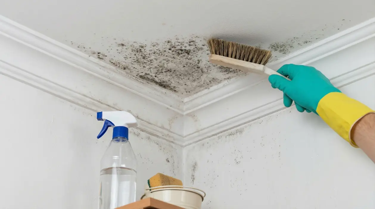 Persona con guanto pulisce la muffa da un angolo del soffitto con una spazzola