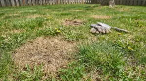 Macchia secca nel prato con guanti da giardinaggio e una piccola pala sullo sfondo